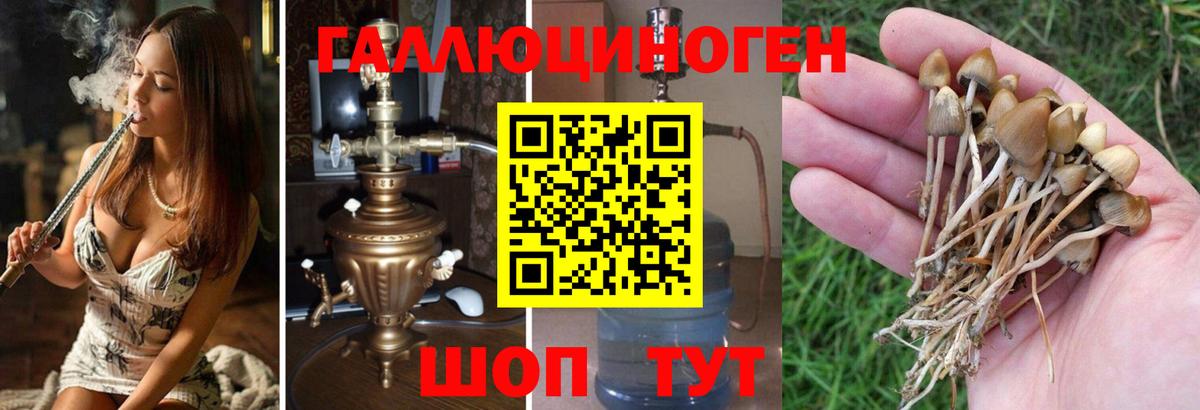 Пугачёв  Галлюциногенные грибы Cubensis  Вход с VPN 